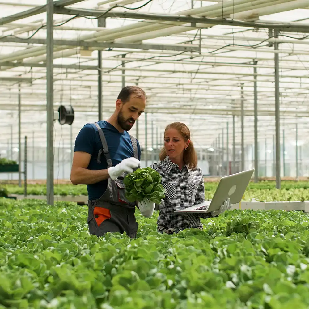 Landwirt zeigt frisch geernteten Salat einer Agrarwissenschaftlerin, die während der Erntezeit über agrarwissenschaftliche Produktion diskutiert. Viehzüchter erntet Bio-Grünzeug in einem Gewächshaus mit Hydrokultur.
